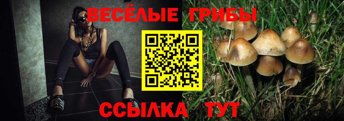 Галлюциногенные грибы Psilocybe Всеволожск